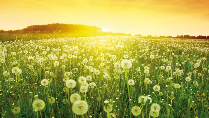 Dandelion crops