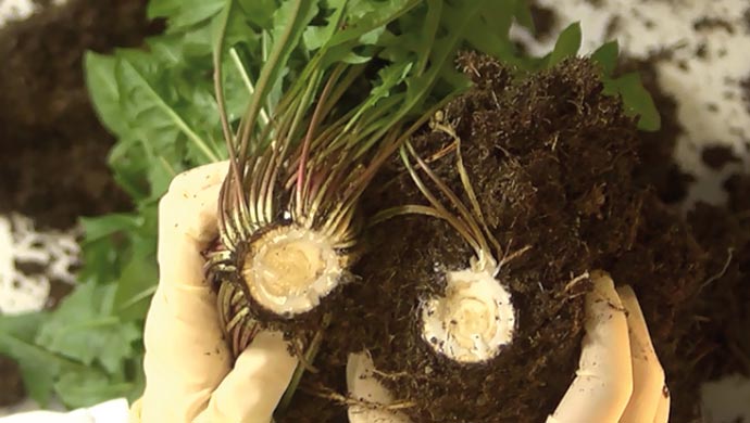 Dandelion-based rubber