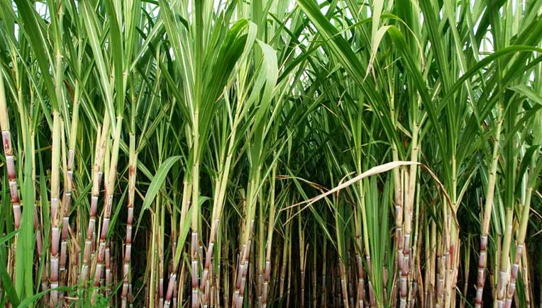 Mahindra acquires 11.25% stake in Swiss agri-tech firm Gamaya for Rs 30.04 crore