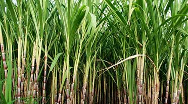 Mahindra acquires 11.25% stake in Swiss agri-tech firm Gamaya for Rs 30.04 crore