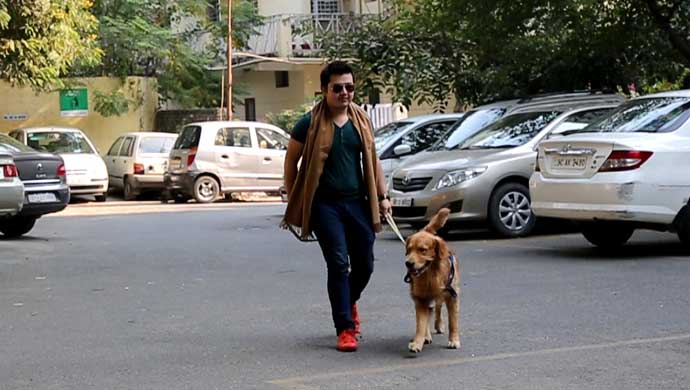 With Hugo, the car loving Golden Retriever