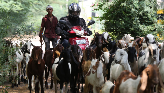 Fun with the Mahindra Gusto in real India