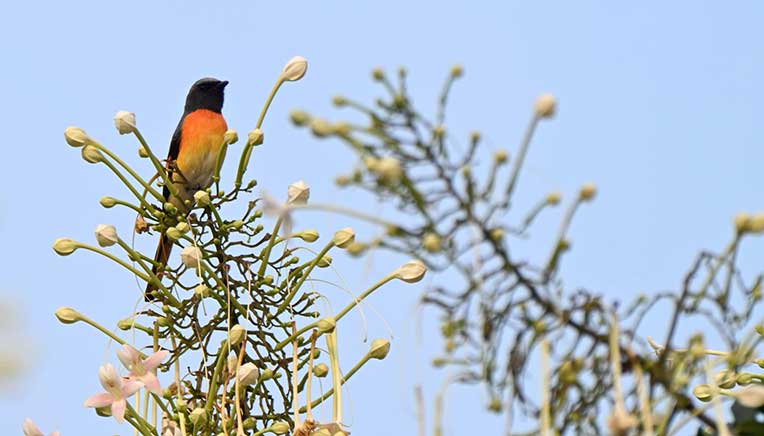 Toyota Kirloskar Motor reinforces commitment to biodiversity conservation 